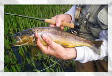 the fishing